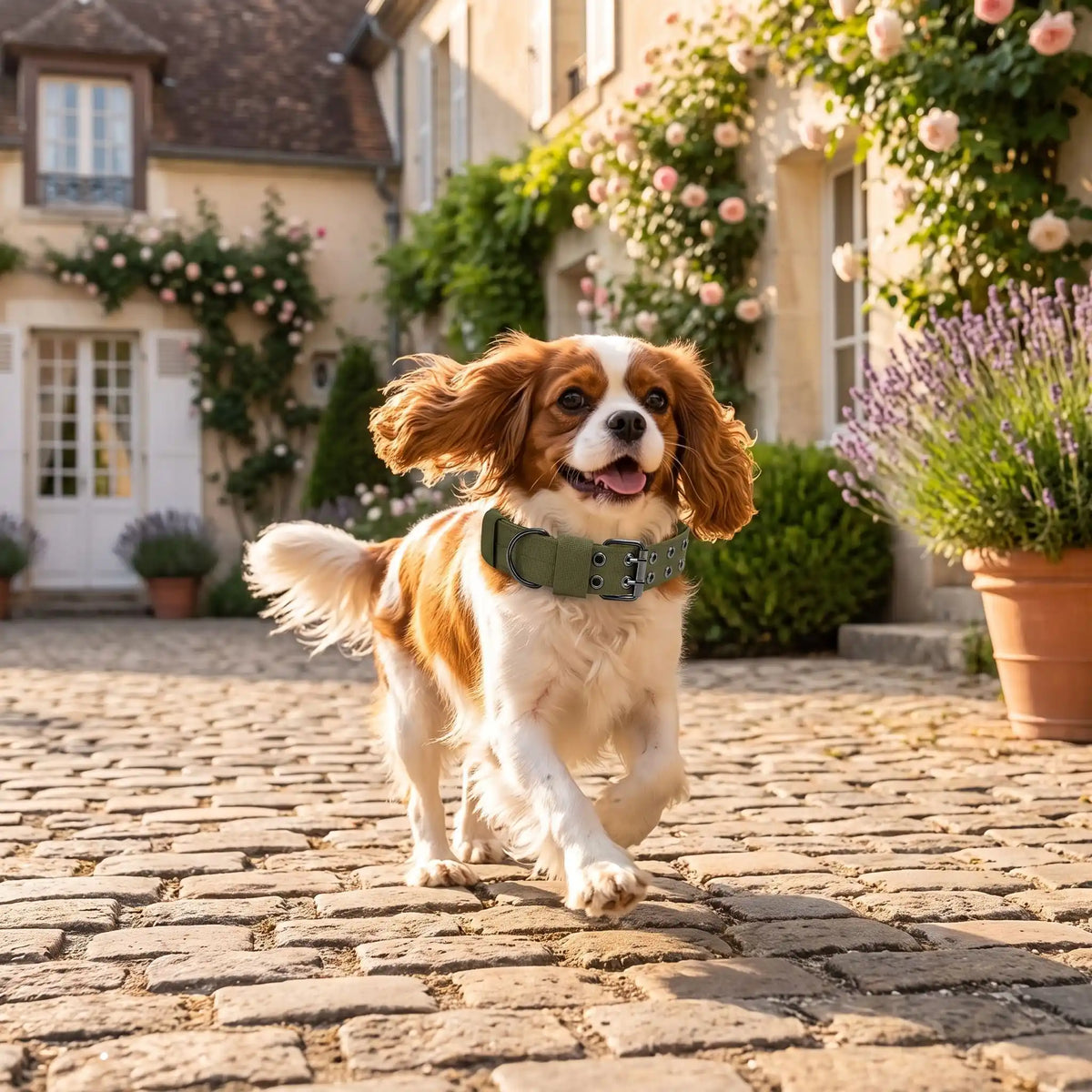 Collier Chien Confort Plus Cavalier King Charles