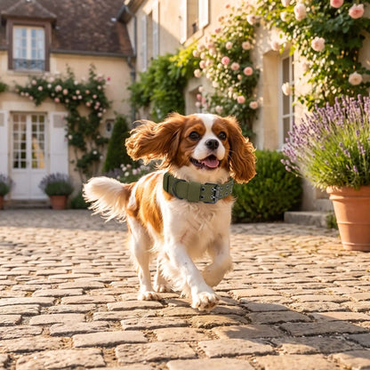Collier Chien Confort Plus Cavalier King Charles