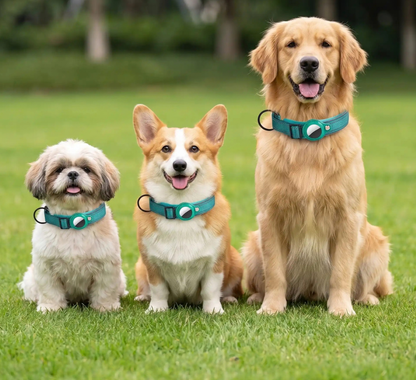 Collier Chien GPS Connecté bleu Shih Tzu Welsh Corgi Golden