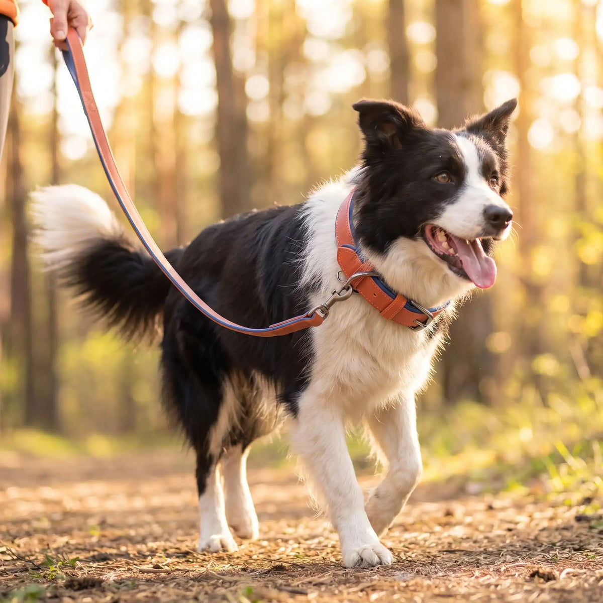 Collier chien cuir Rembourré Résistant Brun Border Collie