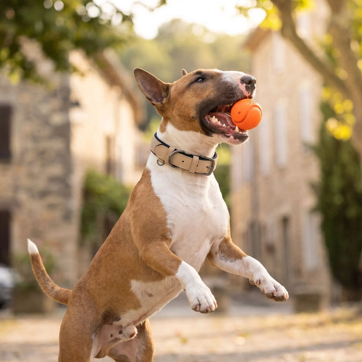Collier chien cuir Rembourré Résistant Kaki Bull Terrier