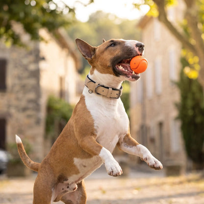 Collier chien cuir Rembourré Résistant Kaki Bull Terrier