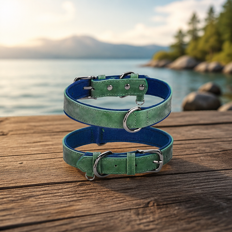 Collier chien cuir Rembourré Résistant Vert