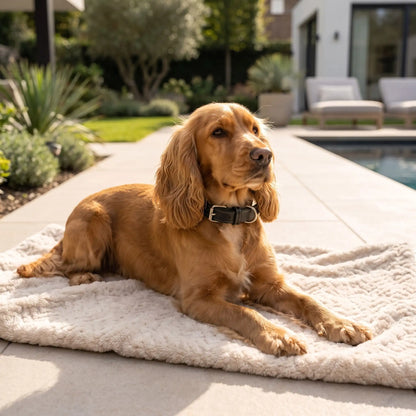 Collier en cuir pour chien Hypoallergénique noir Cocker Spaniel Anglais