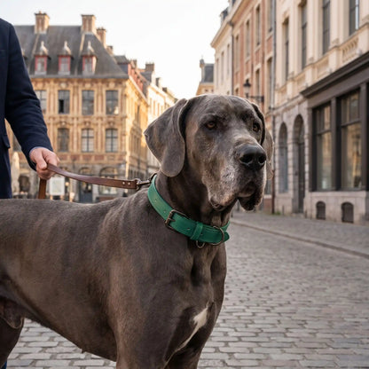 Collier en cuir pour chien Hypoallergénique vert Dogue Allemand