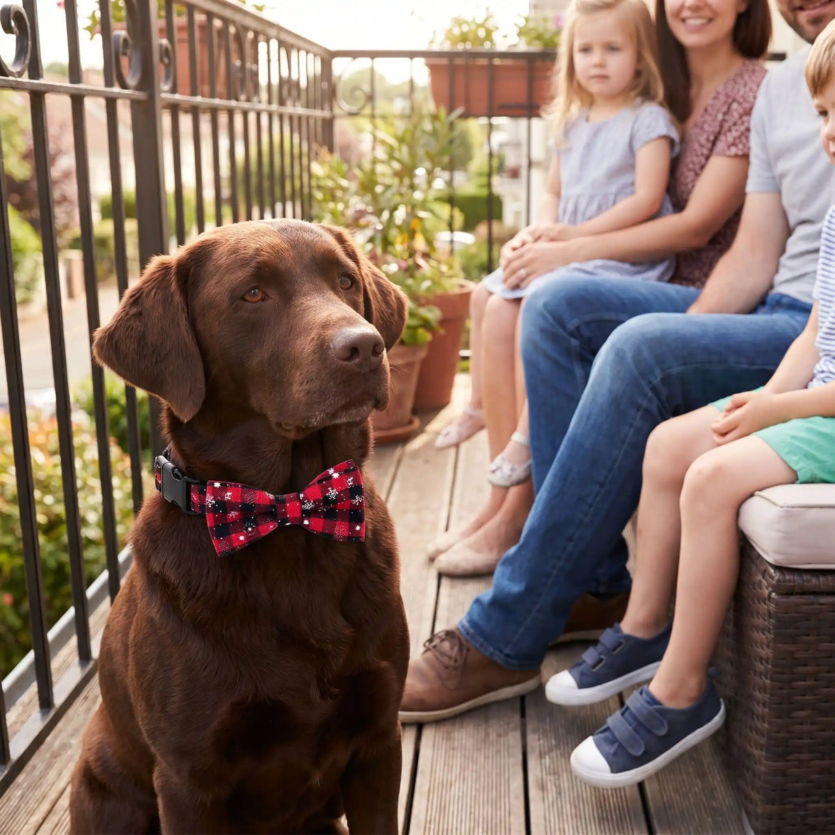 Collier pour chien Festif Golden Chocolat famille