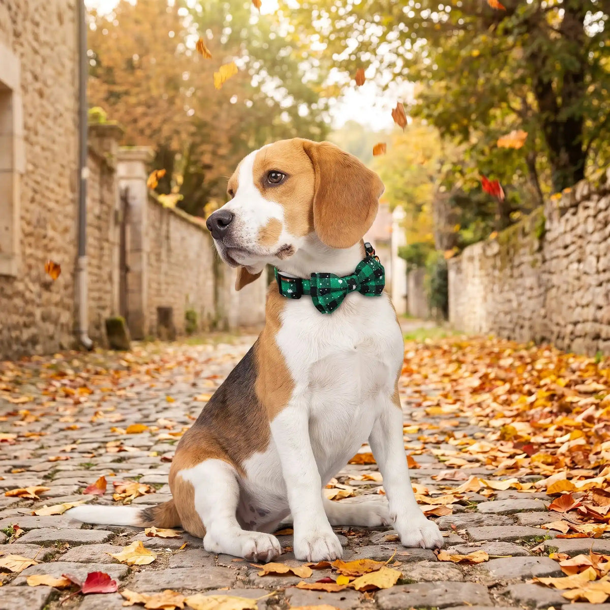 Collier pour chien Festif vert Beagle