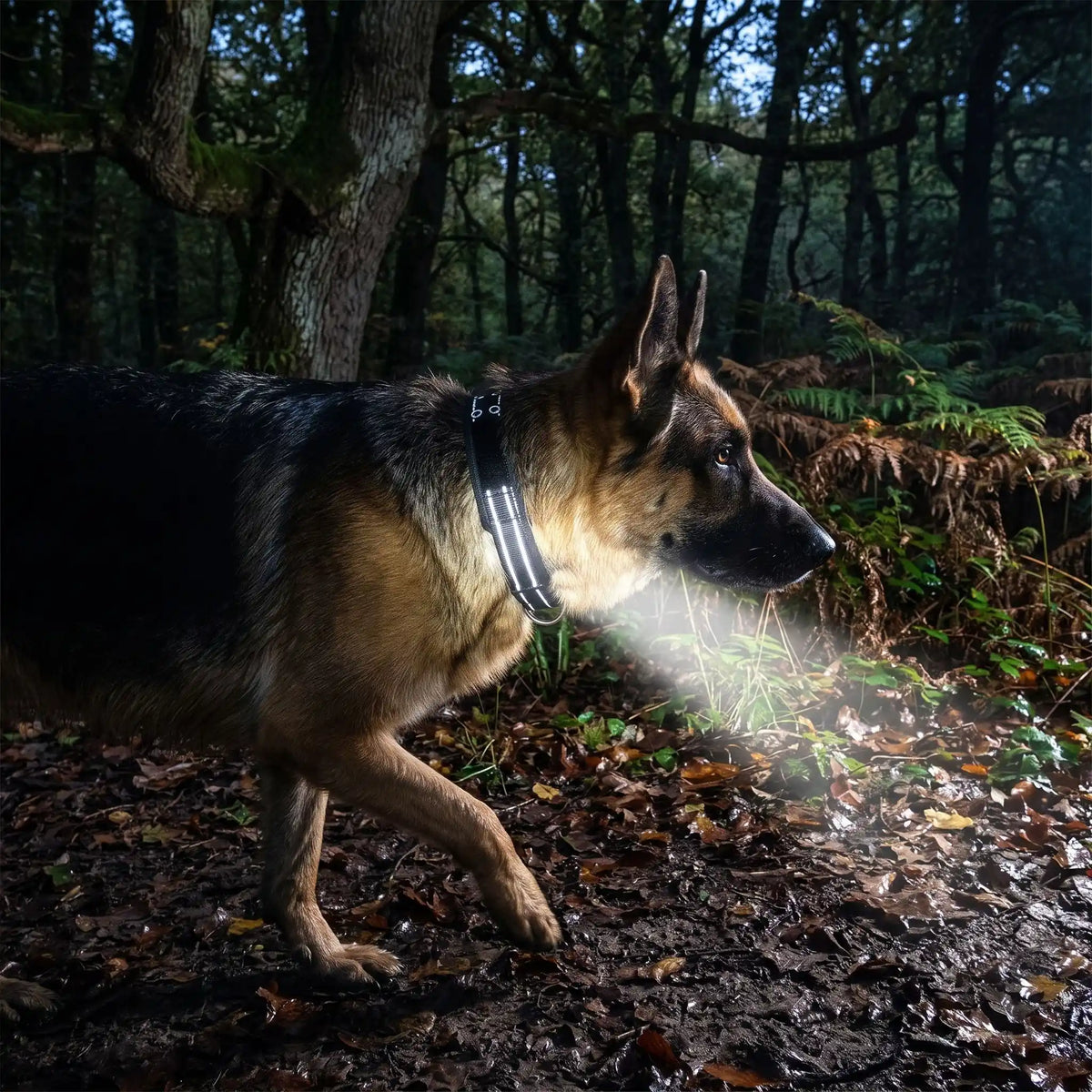 Collier pour chien Tactique Réfléchissant Berger Allemand lumière