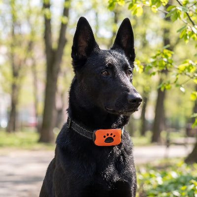collier de dressage pour chien orange berger belge