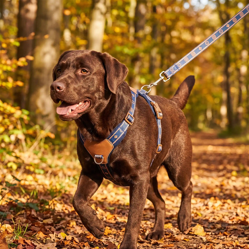 harnais pour chien réfléchissant respirant bleu labrador chocolat promenade automne