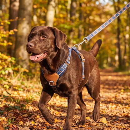 harnais pour chien réfléchissant respirant bleu labrador chocolat promenade automne