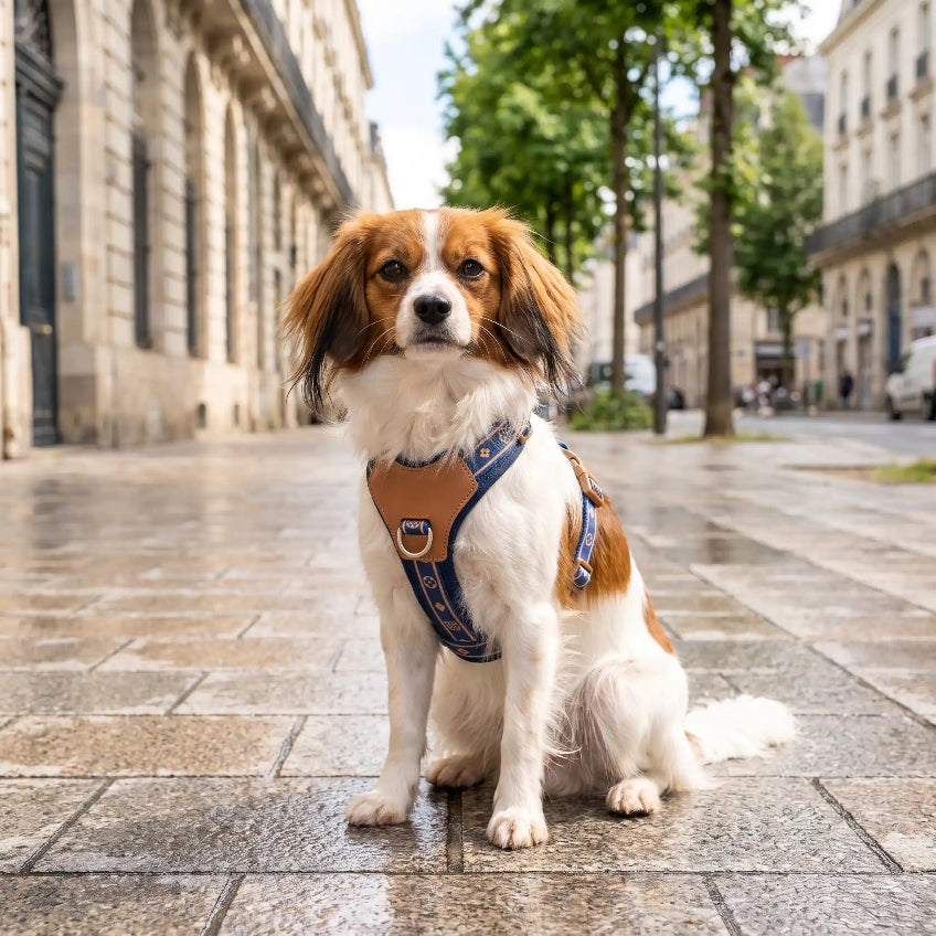 harnais pour chien réfléchissant respirant bleu épagneul nain continental